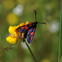 Blutströpfchen auf Hornklee (Bild: H. Dombrowe) blutstroepfchen