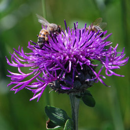 Flockenblume (Bild: H. Dombrowe) flockenblume
